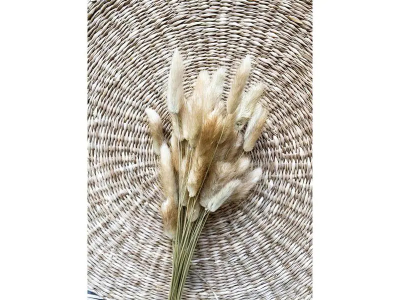 Soli Collection Trockenblumen Lagurus 50-60 cm, Naturfarben