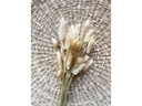 Soli Collection Trockenblumen Lagurus 50-60 cm, Naturfarben