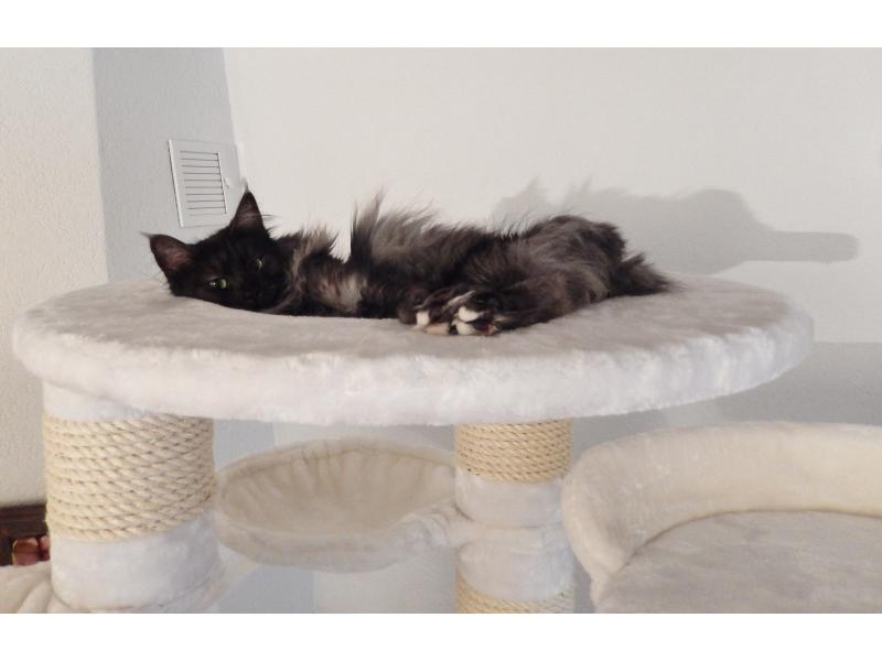 PetHomes Havanna 198cm weiss