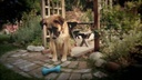 Pedigree Kaustange DentaStix Large 28er Pack