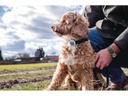 Sure Petcare Verhaltens- und Aktivitätsmonitor Animo