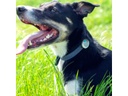 Sure Petcare Verhaltens- und Aktivitätsmonitor Animo