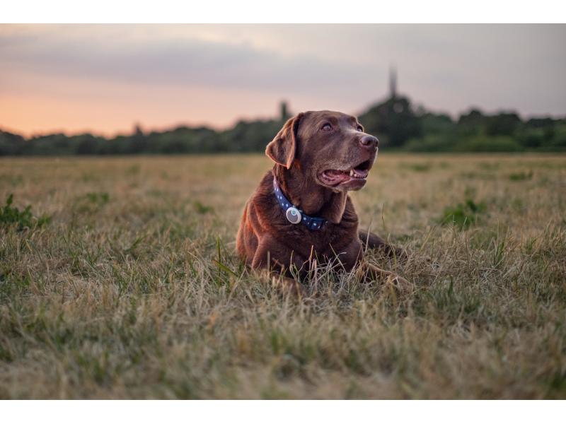 Sure Petcare Verhaltens- und Aktivitätsmonitor Animo