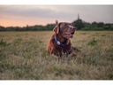 Sure Petcare Verhaltens- und Aktivitätsmonitor Animo