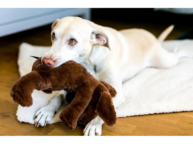 Wolters Hunde-Spielzeug Plüschhund, 20 cm