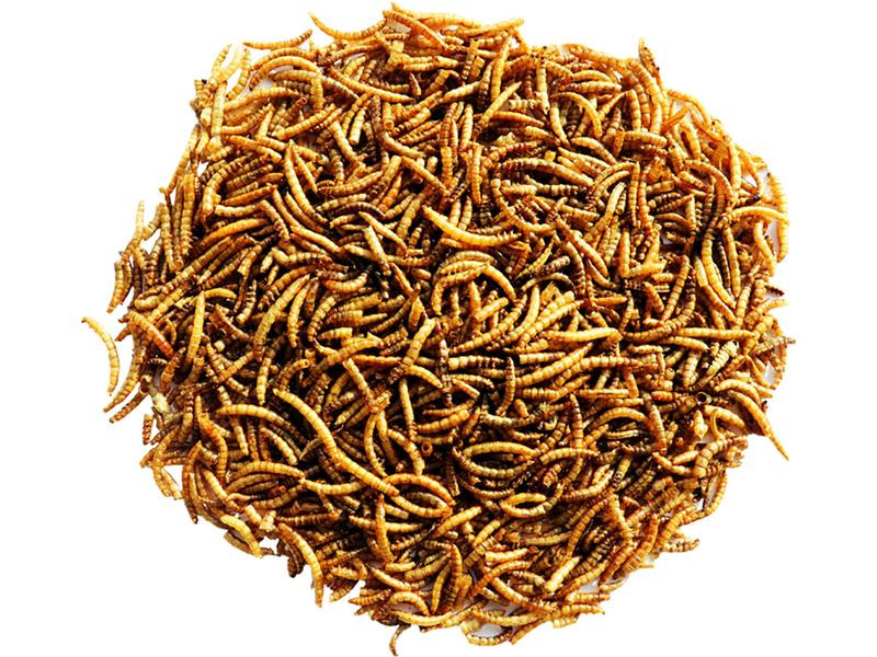 Versele Laga Getrocknete Mehlwürmer, 300g