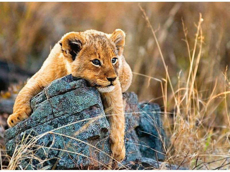 Ravensburger Puzzle Kleiner Löwe