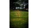 Star Trading Baum Reedy, 1.8 m, Schwarz, 480 LED