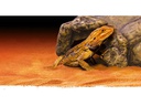 Exo Terra Versteck Reptile Cave L, 10 x 26 x 19 cm