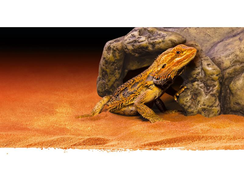 Exo Terra Versteck Reptile Cave M, 8 x 20 x 17 cm