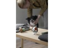 Hoptimist Aufsteller Bumble Hund S, Braun/Weiss