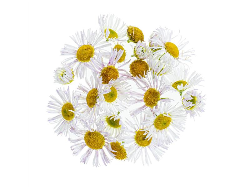 Glorex Blüten Kamille 3g