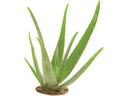 Glorex Glycerinseife Öko mit Aloe Vera 500 g, Transparent