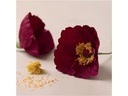 Creativ Company Bastelset Krepppapier-Set Mohn