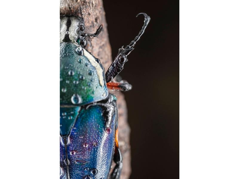 7Artisans Festbrennweite 60mm F/2.8 Mark II – MFT