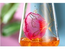 Leonardo Universal Weinglas Presente 200 ml, 1 Stück, Transparent