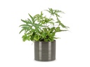 scheurich Blumentopf Glass 12 cm, Grau