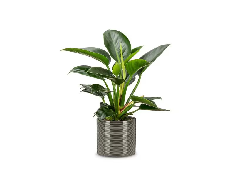 scheurich Blumentopf Glass 12 cm, Grau