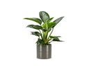 scheurich Blumentopf Glass 12 cm, Grau
