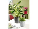 scheurich Blumentopf Glass 12 cm, Grau