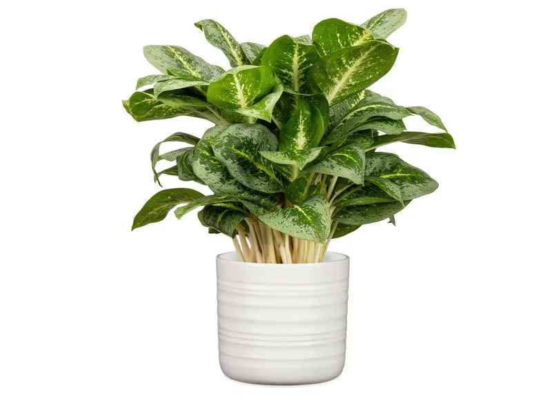 scheurich Blumentopf Cottage 14.2 cm, Weiss