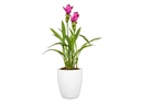 scheurich Blumentopf Alaska 12.6 cm, Weiss