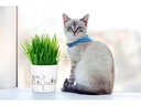 scheurich Blumentopf Catview 12.8 cm, Weiss
