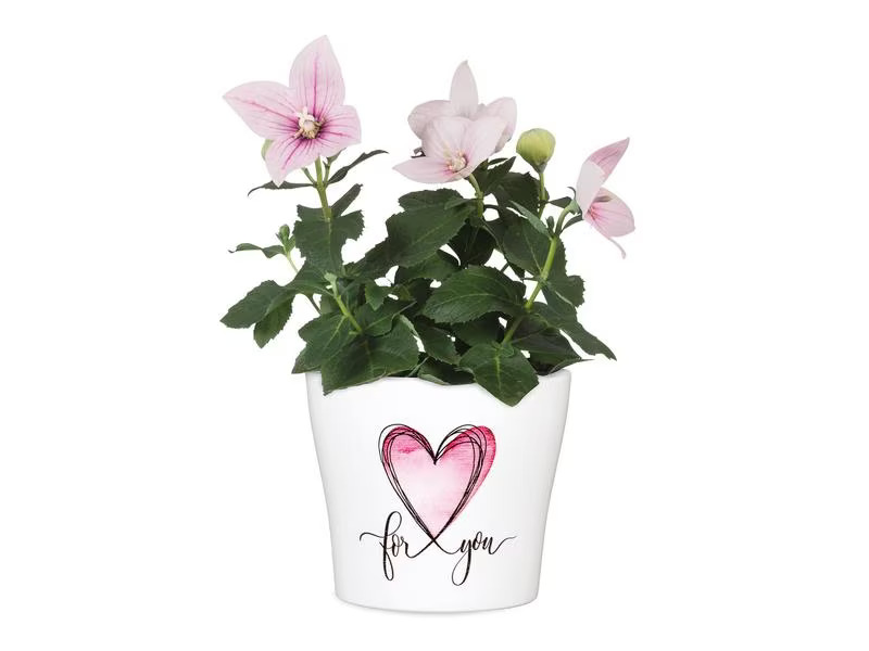 scheurich Blumentopf With Love 15.2 cm, Weiss/Rosa