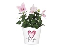 scheurich Blumentopf With Love 15.2 cm, Weiss/Rosa
