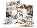 HERMA Gummibandmappe A3 Katzen, Karton, mit Innendruck