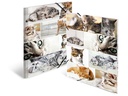 HERMA Gummibandmappe A3 Katzen, Karton, mit Innendruck