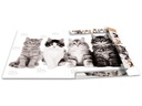 HERMA Gummibandmappe A3 Katzen, Karton, mit Innendruck