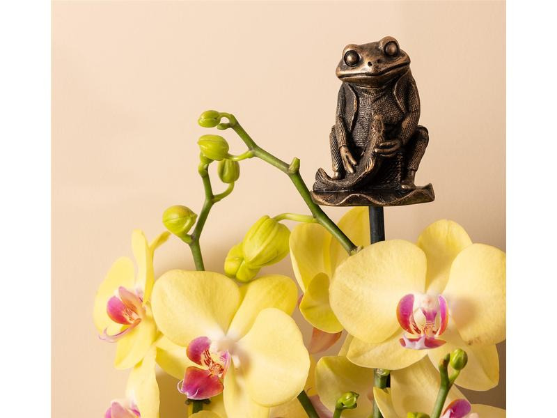 Jardinopia Cane Companions Mr. Jeremy Fisher