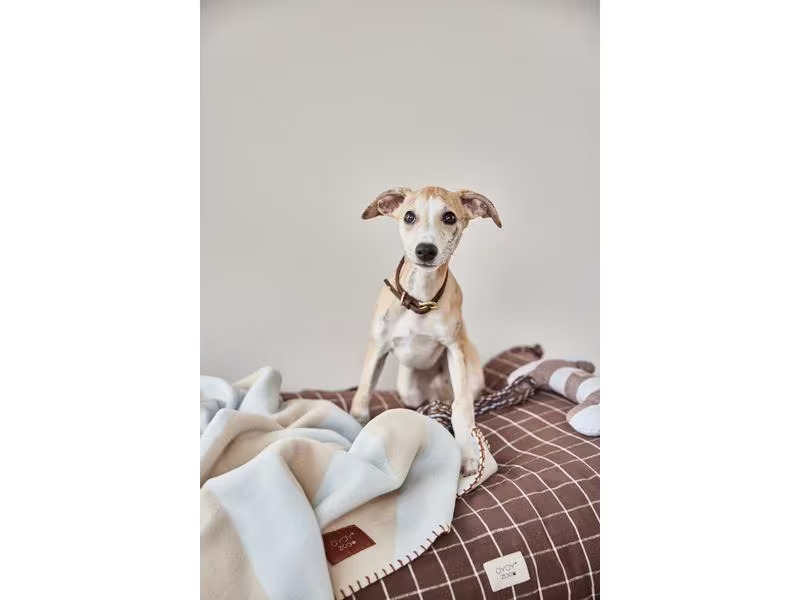 OYOY Hunde-Decke Kaya, L, Ice