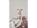 OYOY Hunde-Decke Kaya, L, Ice