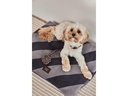 OYOY Hunde-Decke Kaya, S, Schwarz