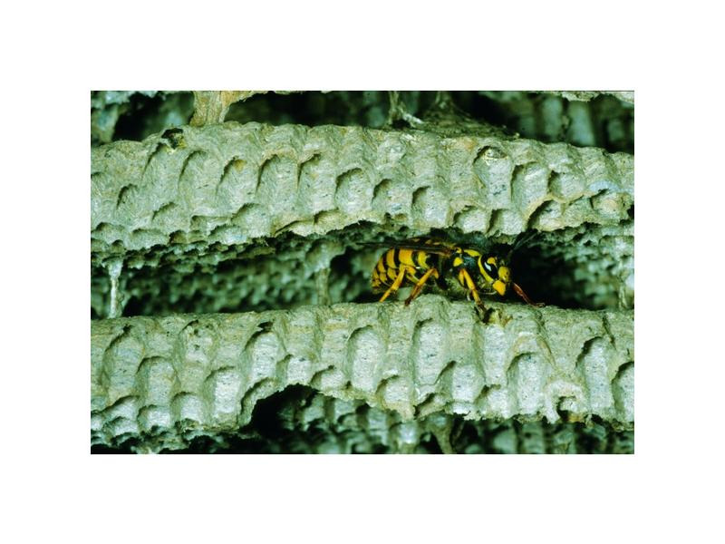 Neudorff Insektenspray Permanent Wespen- u. Ungeziefer Schaum, 300 ml