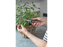 Gardena Gartenschere FreshCut