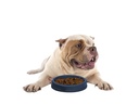 Getz Petz Kunststoffnapf Pet Bowl Pink, ø25 cm