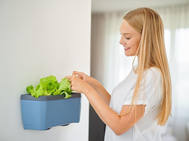 Gusta Garden Wandhalterung HARRY HERBS, Schwarz