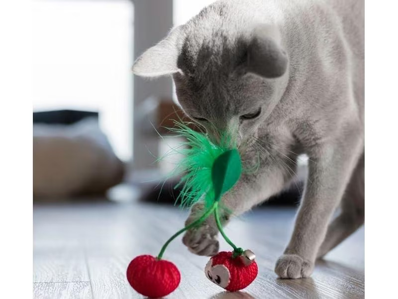 Petstage Katzen-Spielzeug Dental Cherries, Rot