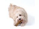 Petstage Hunde-Spielzeug Dogwood Durable Stick, S