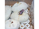 Hobby Terraristik Easy Breeder Inkubator, 48 x 25 x 51 cm