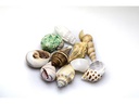 Hobby Aquaristik Dekoration Sea Shells Set, M, 10 Stück
