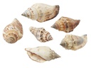 HobbyFun Streudeko Muscheln 1 Natur
