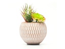Dameco Kunstpflanze Sukkulenten 22 cm, mit Topf