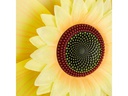 relaxdays Windrad Sonnenblume 70 cm