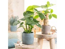 scheurich Blumentopf Lagoon Solido Linea 19.3 cm, Blau