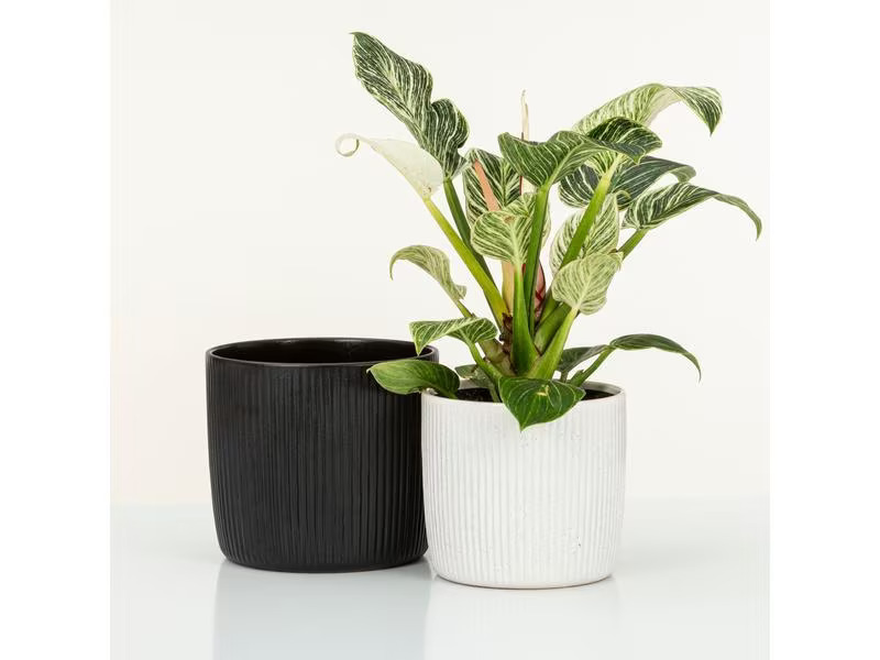 scheurich Blumentopf Perla Solido Linea 21.9 cm, Weiss