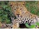 Ravensburger Puzzle Vio die Leopardin